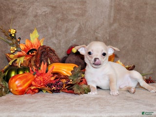 Chihuahua dogs Keeran - Ad 7