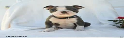 Boston Terrier dogs for sale: Naveen - Ad 4