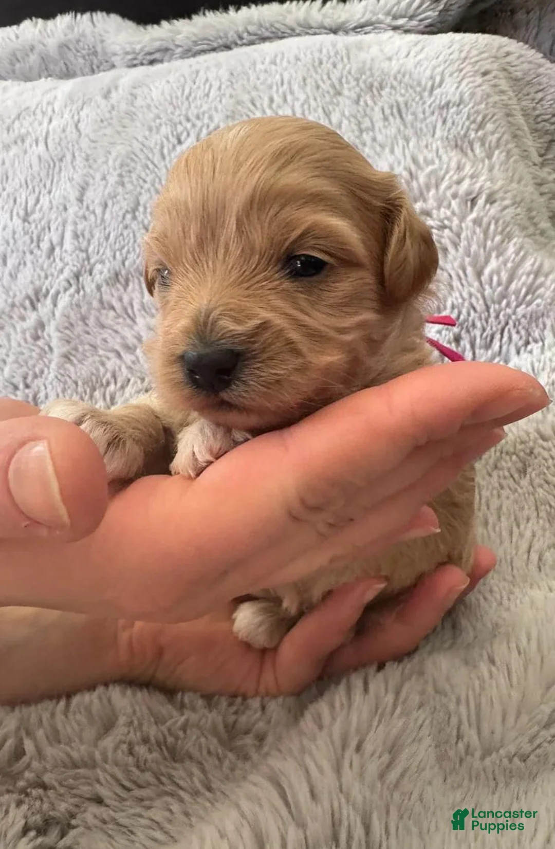 Maltipoo dogs for sale: Luna - Ad 2