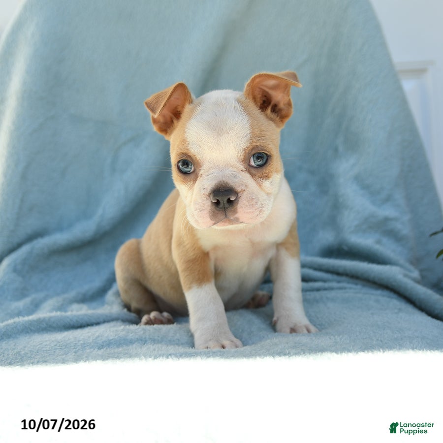 Boston Terrier dogs Simba - Ad 2