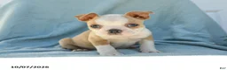 Boston Terrier dogs for sale: Simba - Ad 2