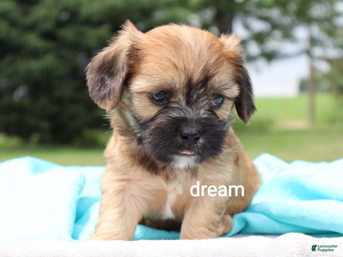 Mixed Breed dogs Wynn - Ad 2