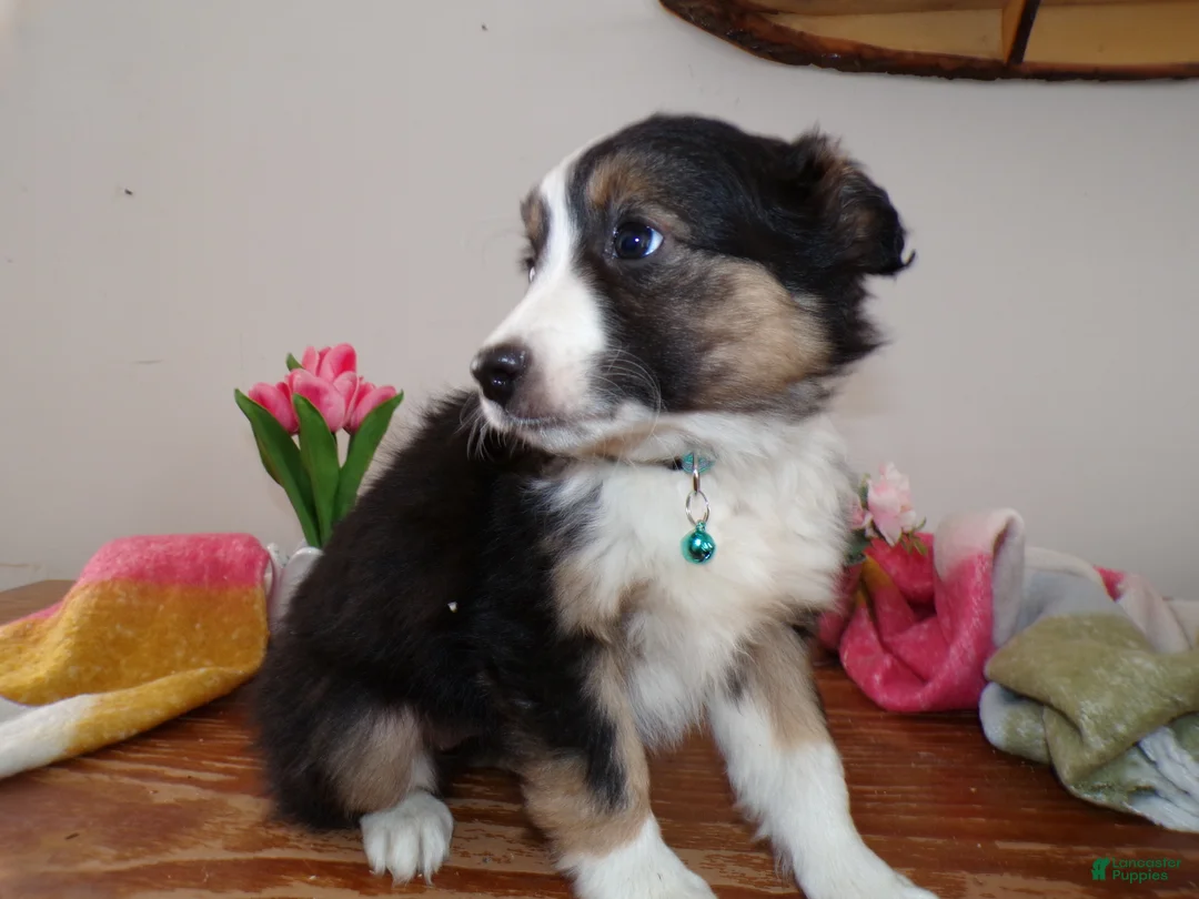 Mini Aussiedoodle dogs for sale: Mini Aussiedoodle Puppy 7 Brooklyn - Ad 3