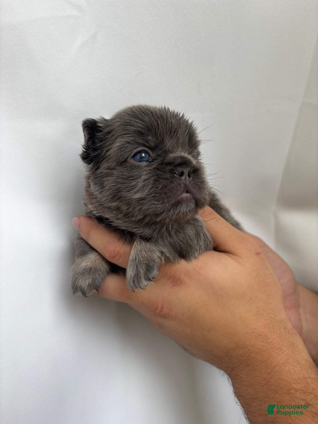 French Bulldog dogs for sale: Summer - Ad 9