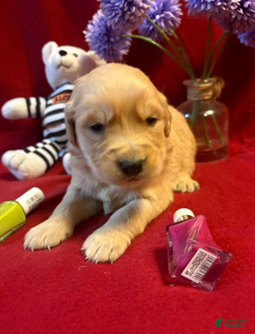 Golden Retriever dogs for sale: Rinser - Ad 1