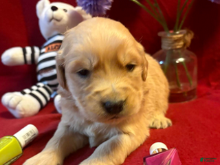 Golden Retriever dogs Rinser - Ad 26