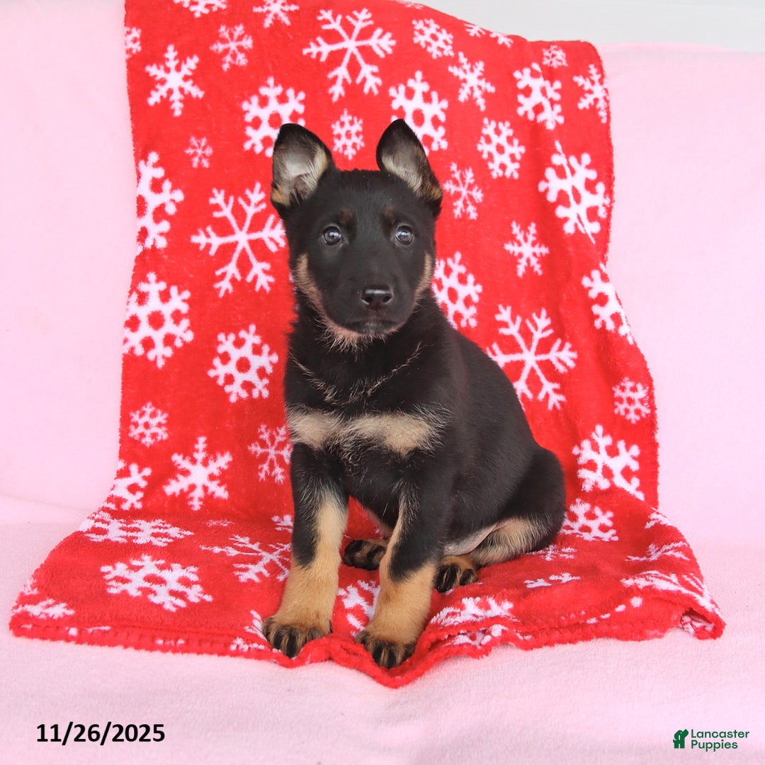 German Shepherd dogs for sale: Chloe - Ad 3