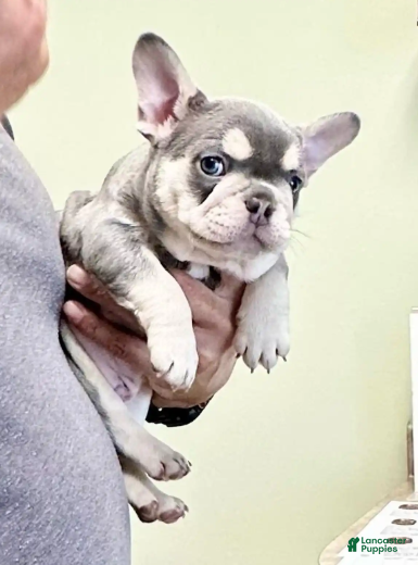 French Bulldog dogs Beast - Ad 1