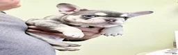 French Bulldog dogs for sale: Beast - Ad 1