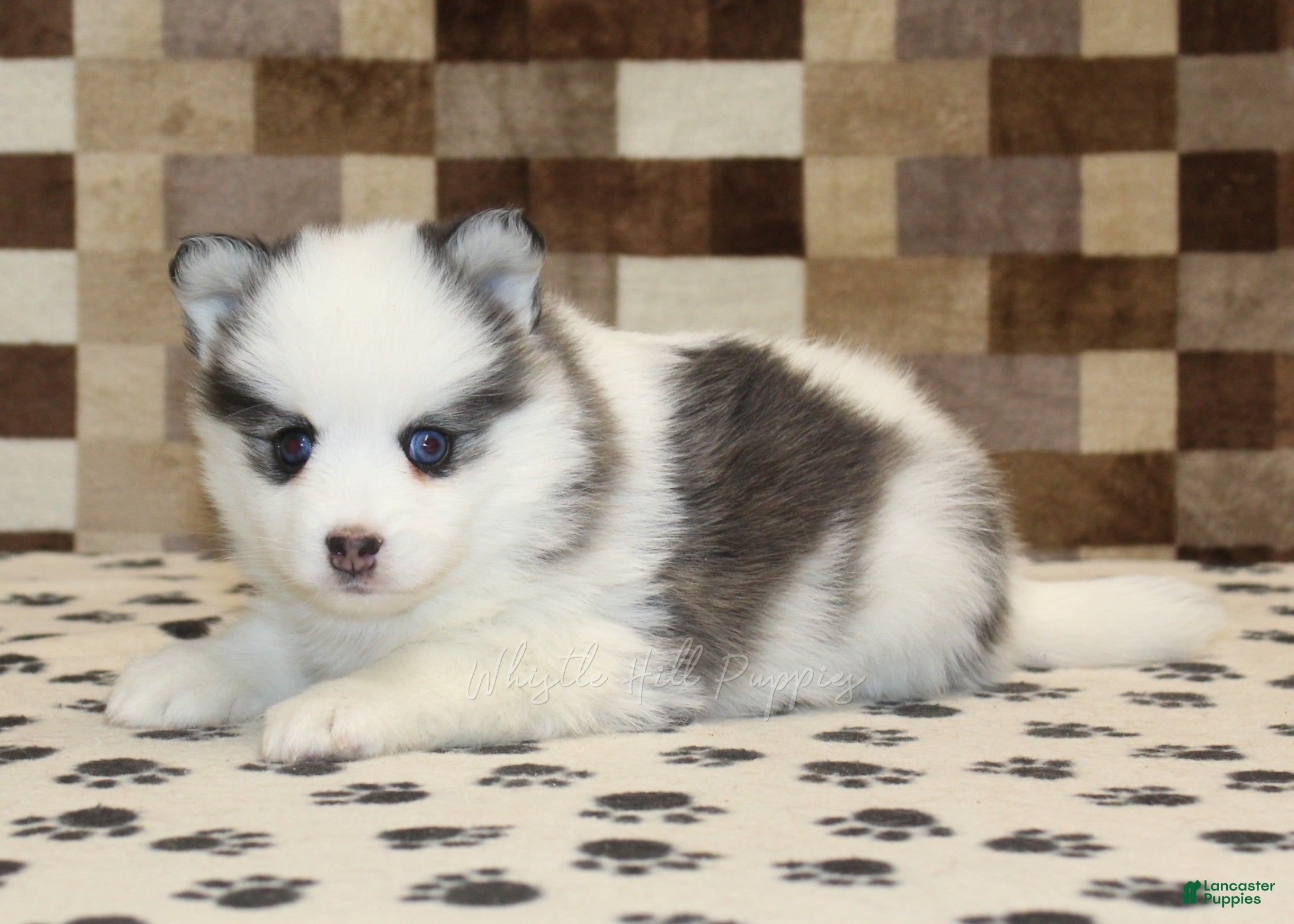 Pomsky dogs Ivy - Ad 2