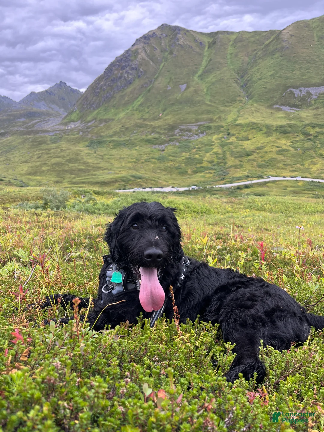 Goldendoodle dogs for sale: Mozzarello - Ad 3