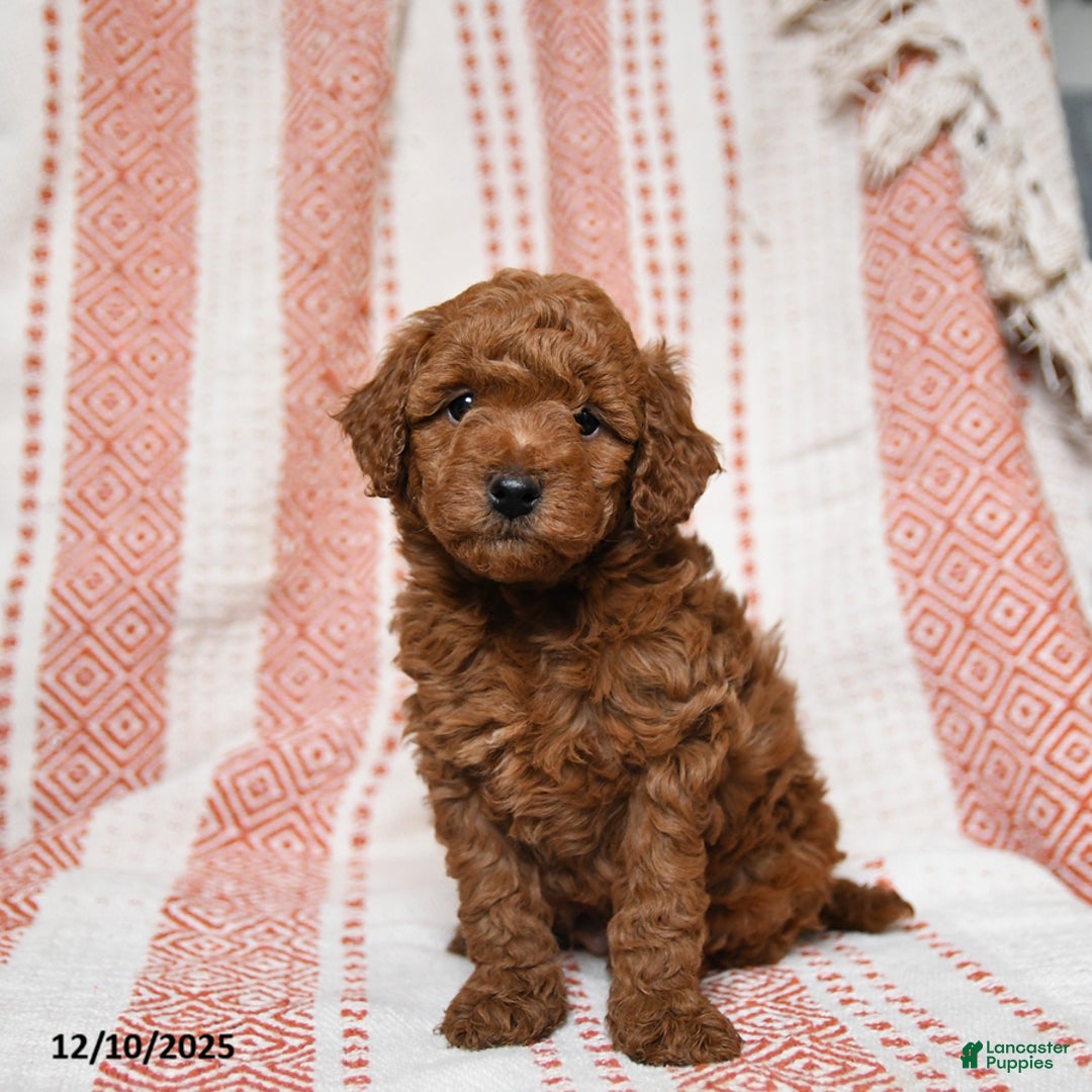 Mini Goldendoodle dogs for sale: Kirby - Ad 3
