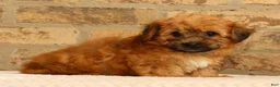 Yochon dogs for sale: Felicity - Ad 3