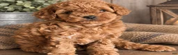 Toy Poodle dogs for sale: Toy Poodle 1 - Ad 3