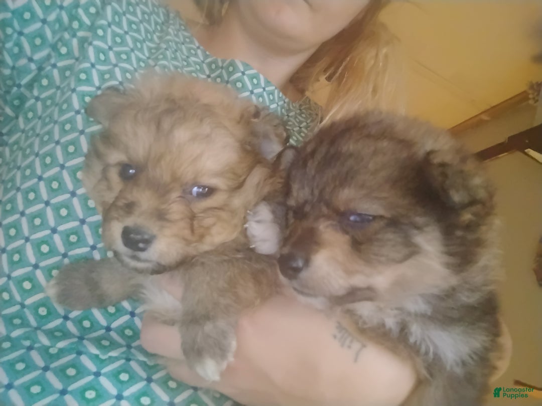 Pomsky dogs for sale: Pomsky Puppy 1 - Ad 7