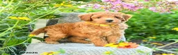 Maltipoo dogs for sale: Sunflower - Ad 3