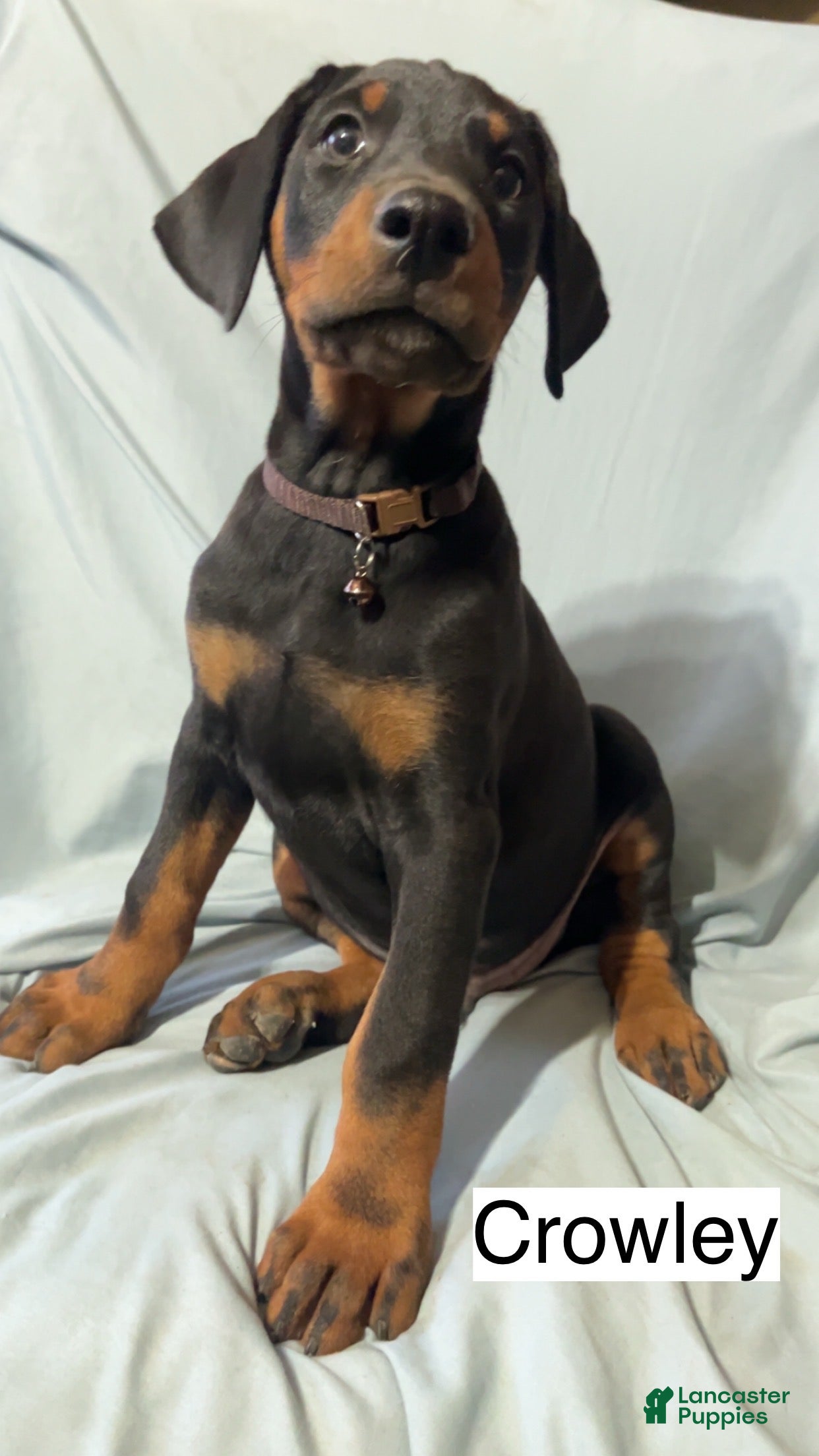 Doberman Pinscher dogs Crowley  - Ad 4