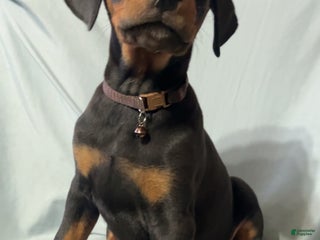 Doberman Pinscher dogs Crowley - Ad 17