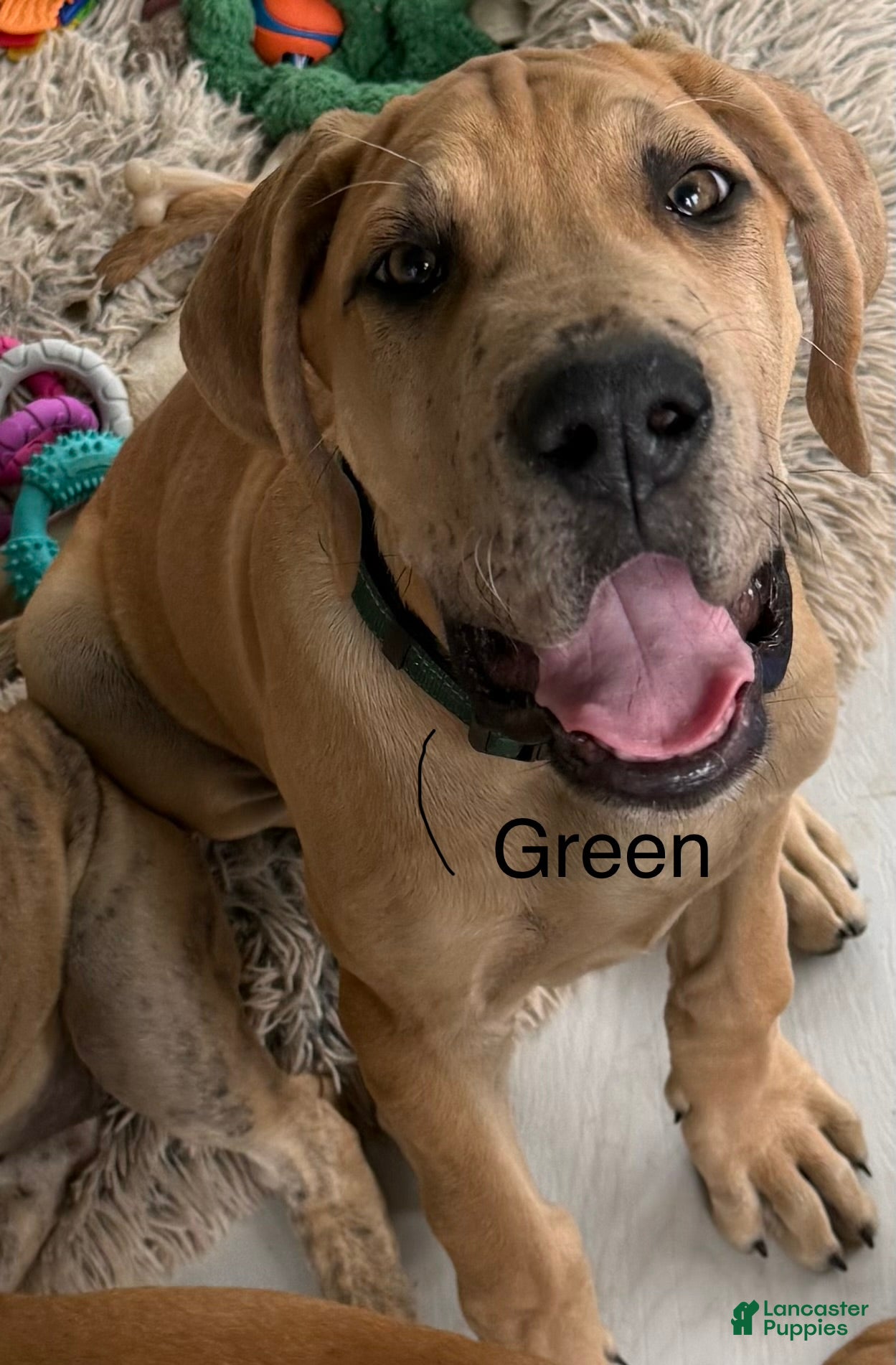 Great Dane dogs Green - Ad 34