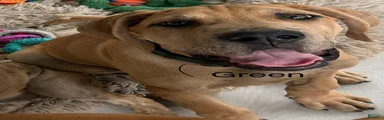 Dylan 