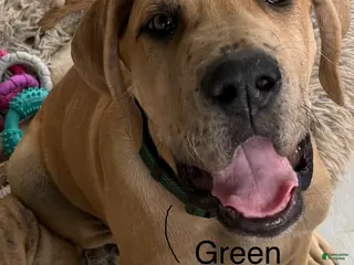 Great Dane dogs Green - Ad 9