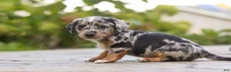 Mixed Breed dogs for sale: Moose - Ad 3
