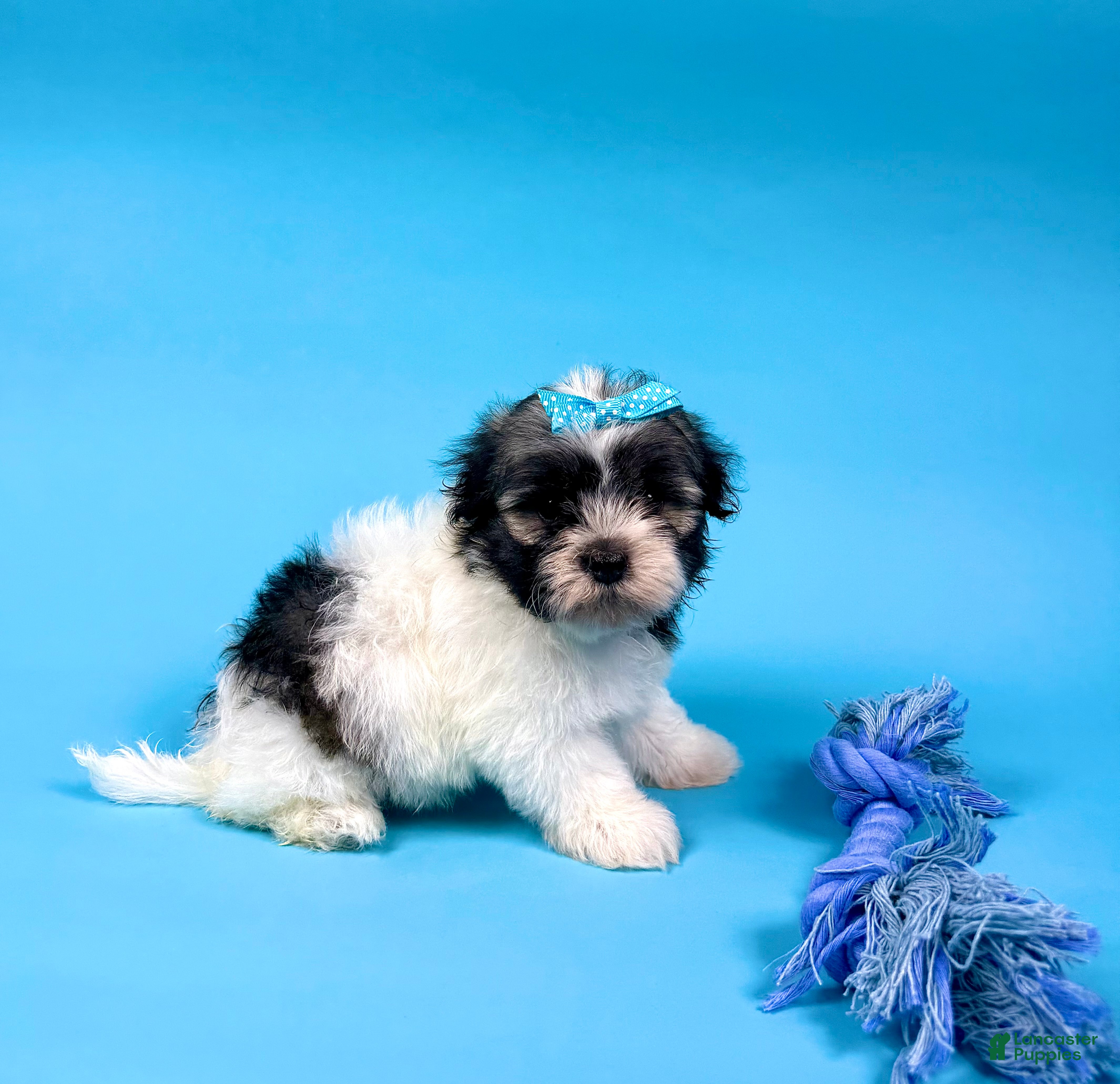 Havanese dogs VERONICA - Ad 2