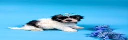 Havanese dogs for sale: VERONICA - Ad 2