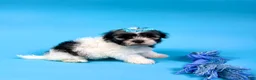 Havanese dogs for sale: VERONICA - Ad 2