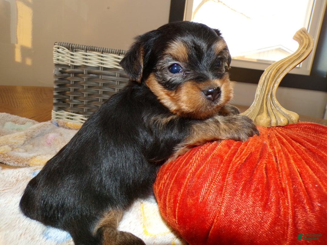 Yorkshire Terrier dogs for sale: Yorkshire Terrier Puppy 1 Dextor - Ad 3