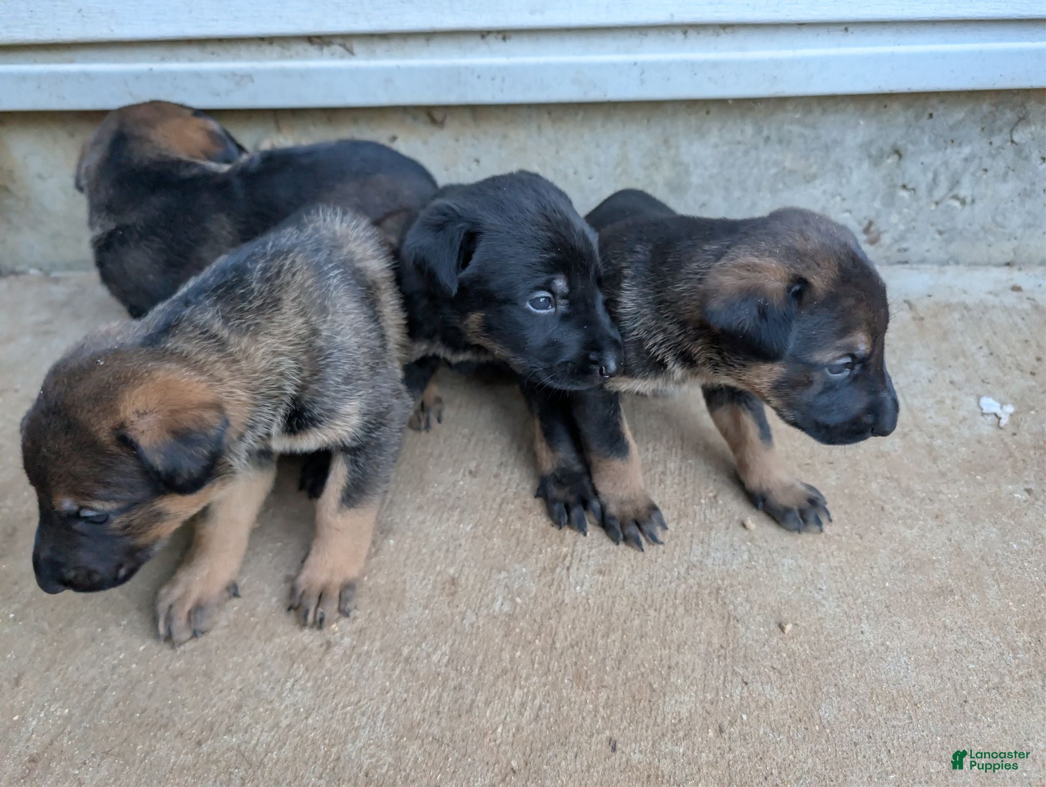 Mixed Breed dogs Mixed Breed 4 - Ad 25