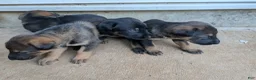 Mixed Breed dogs for sale: Mixed Breed 4 - Ad 1