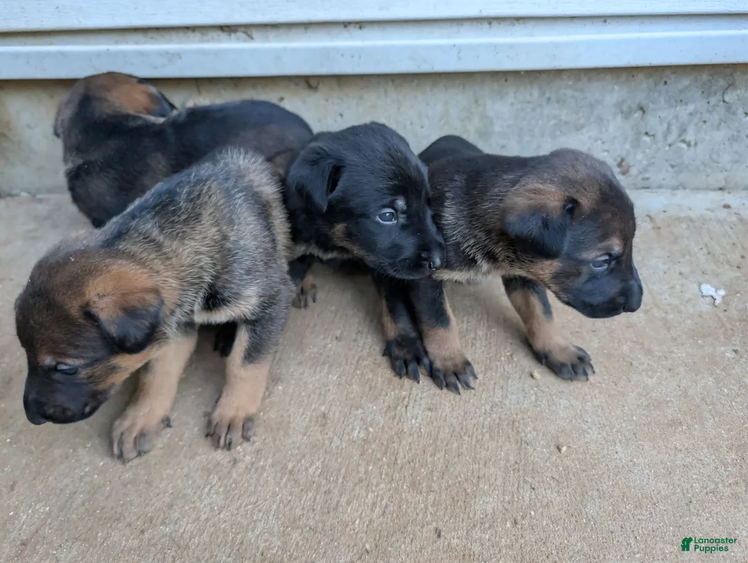 Mixed Breed dogs for sale: Mixed Breed 4 - Ad 1