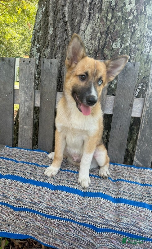 Pomsky dogs Cooper - Ad 2