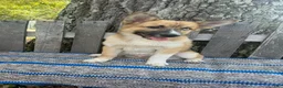 Pomsky dogs for sale: Cooper - Ad 2