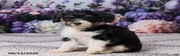 Corgipoo dogs for sale: Donna - Ad 7