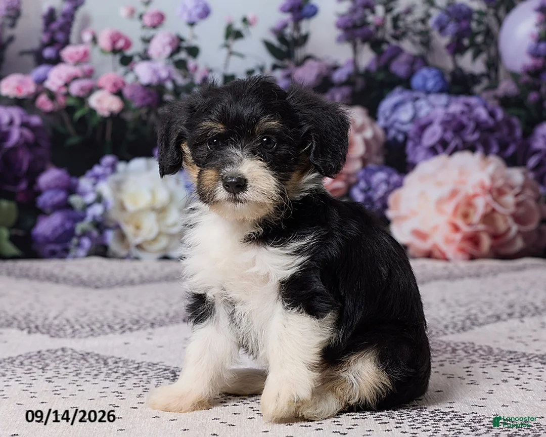 Corgipoo dogs for sale: Donna - Ad 7