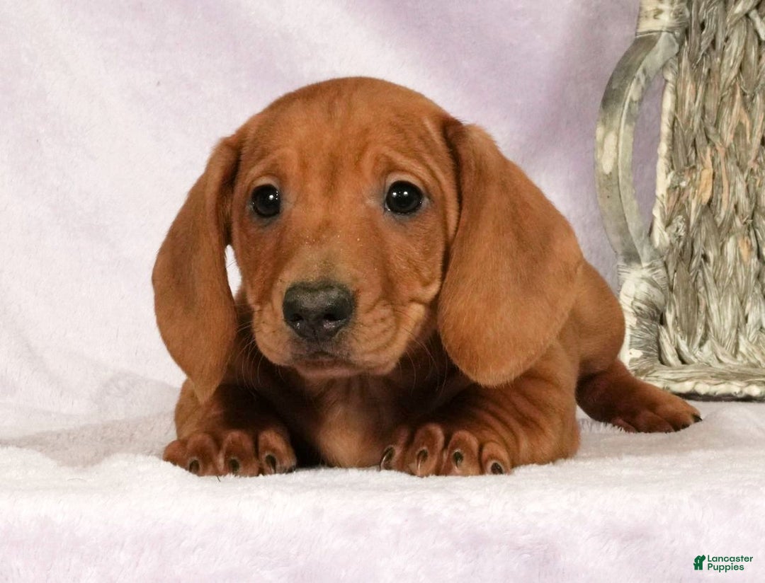 Miniature Dachshund dogs for sale: Sage - Ad 2