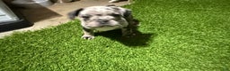 French Bulldog dogs for sale: Dukes - Ad 2