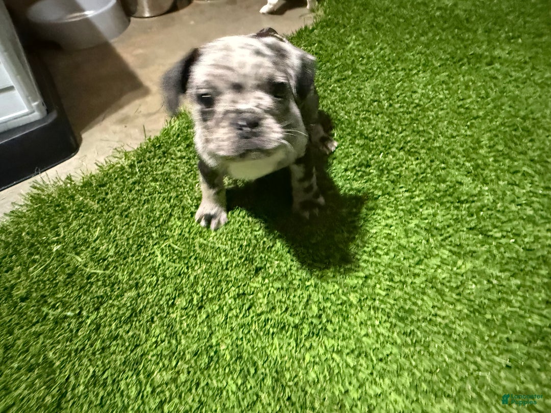 French Bulldog dogs for sale: Dukes - Ad 2