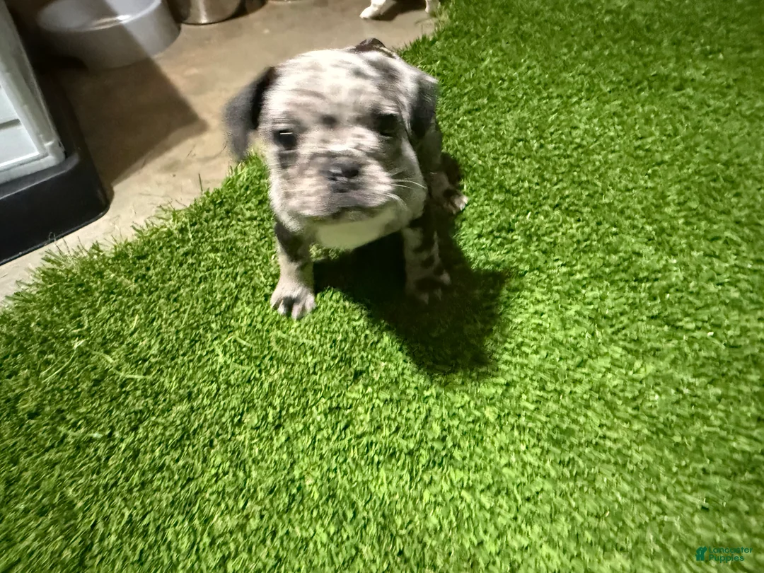 French Bulldog dogs for sale: Dukes - Ad 2