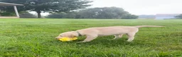 Labrador Retriever dogs for sale: Honey - Ad 24