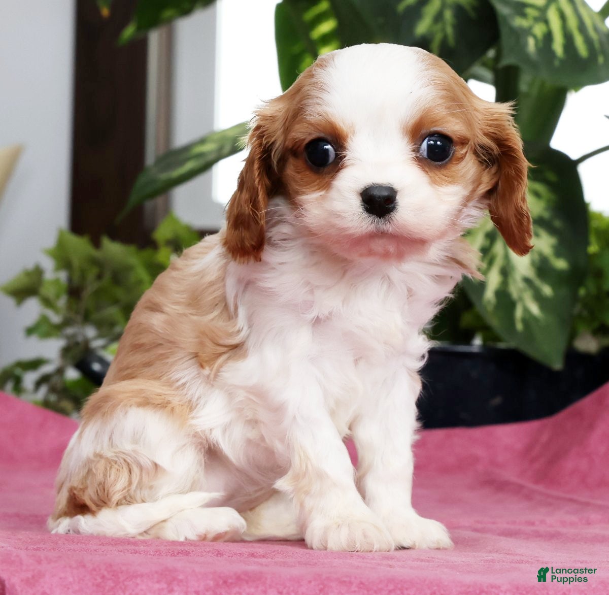 Cavalier King Charles Spaniel dogs Talia - Ad 1