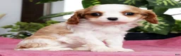 Cavalier King Charles Spaniel dogs for sale: Talia - Ad 1