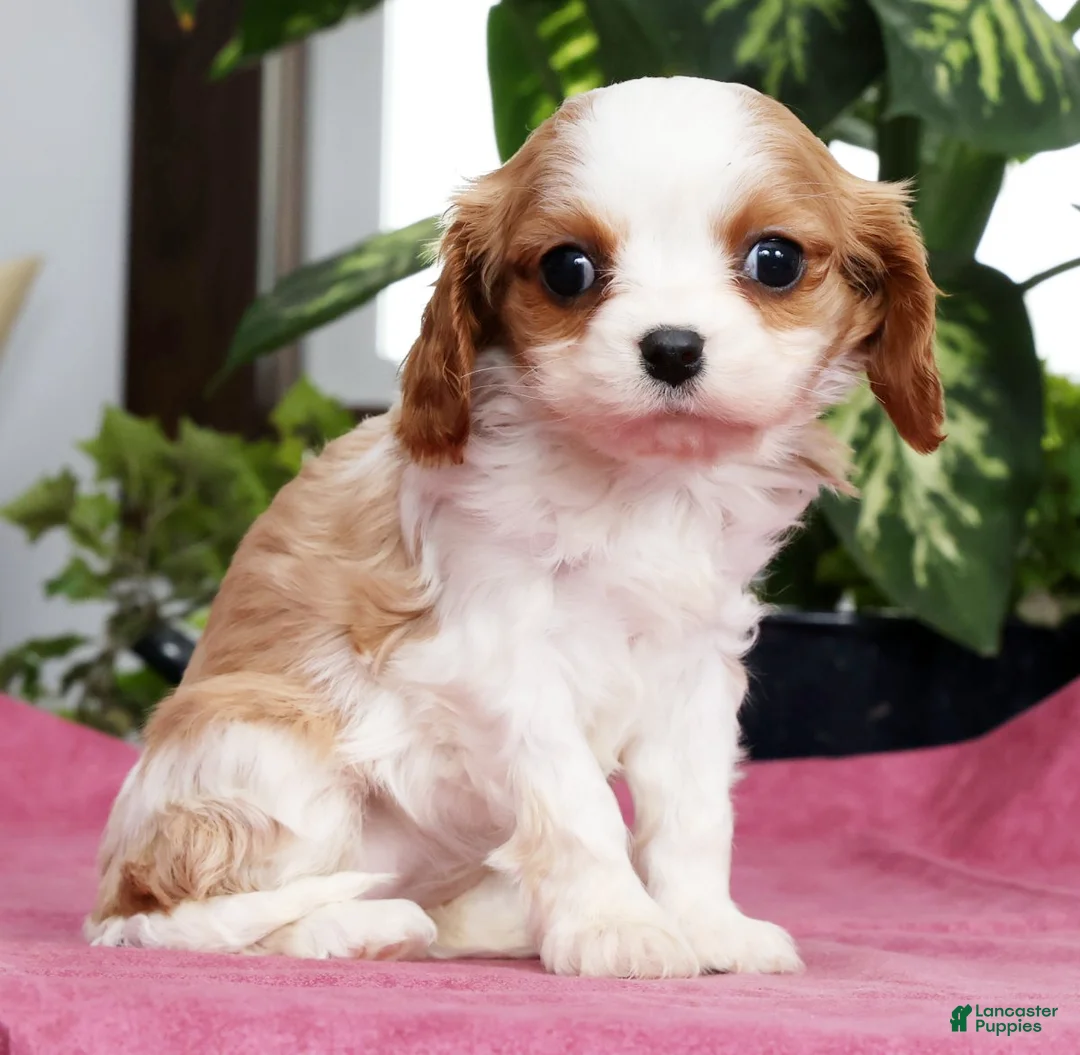 Cavalier King Charles Spaniel dogs for sale: Talia - Ad 1