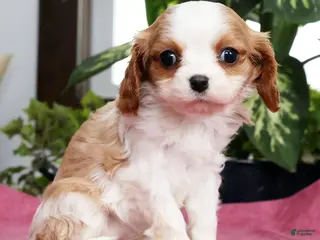 Cavalier King Charles Spaniel dogs for sale: Talia - Ad 3