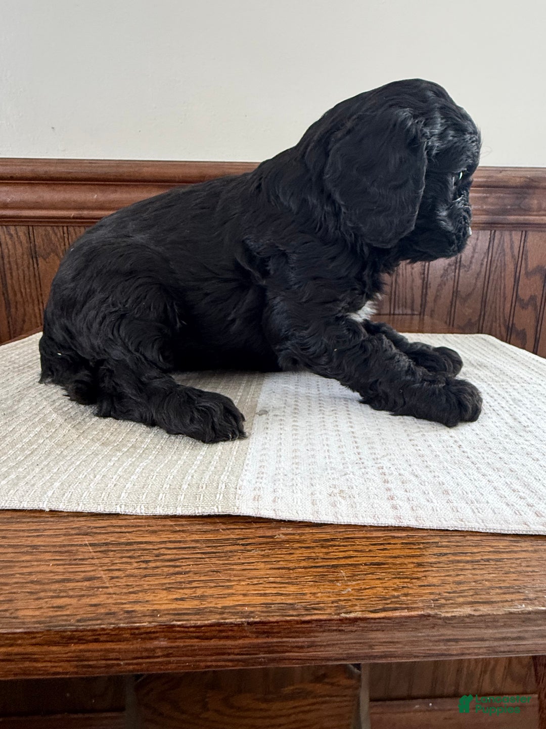 Cavapoo dogs for sale: Cavapoo Puppy 2 - Ad 2