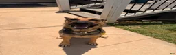 German Shepherd dogs for sale: Female (Pink) Puppy - Ad 3