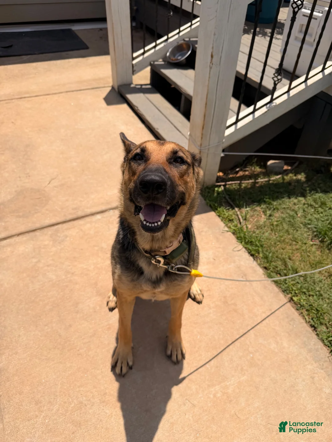 German Shepherd dogs for sale: Female (Pink) Puppy - Ad 3