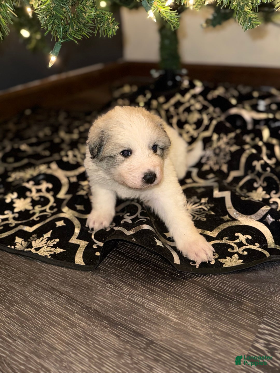 Great Pyrenees dogs for sale: Harvey- blue - Ad 2